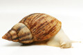 Lissachatina reticulata albino body adult